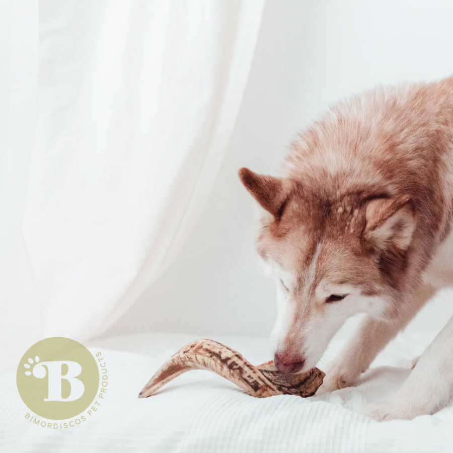 Mordedor de cuerno de carnero para perros 100% natural, , large Imagen numero 3